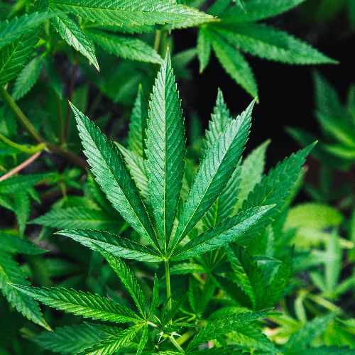 cannabis-drug-test-kits