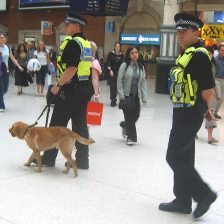 Spice Sniffer Dogs