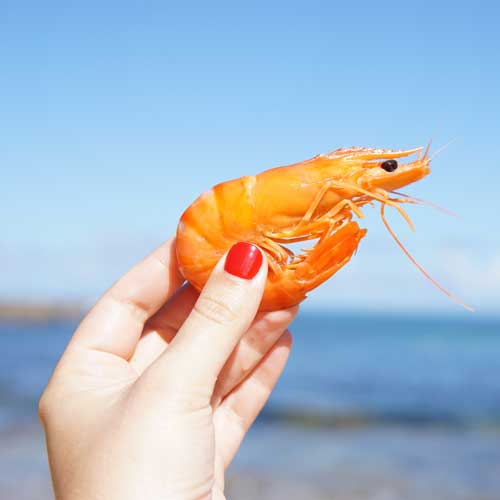 shrimps test positive cocaine