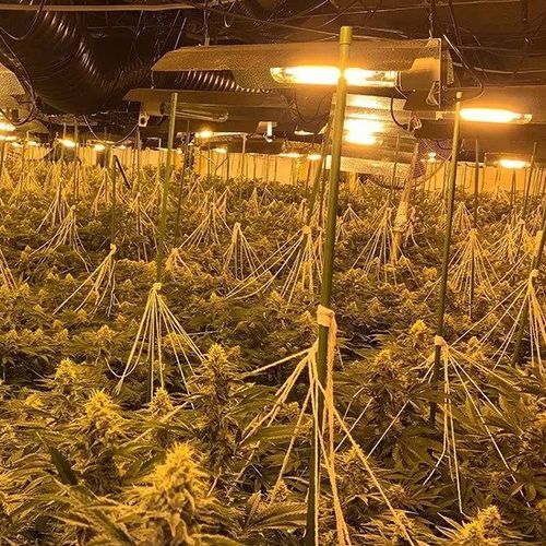 £1m cannabis factory found by police