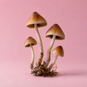Why More People Are Taking Magic Mushrooms