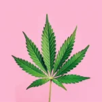 The New Workplace Threat: Stronger Cannabis