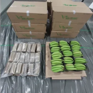 Bundled with Bananas: Record £450 Million Cocaine Seizure