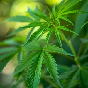 Four types of Cannabis Drug Tests