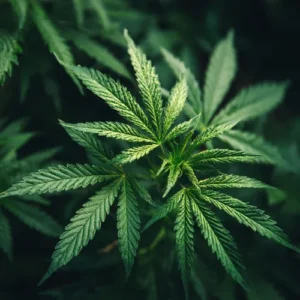 UK Drug Testing Weekly | 29 August 2025