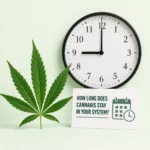 How Long Does Cannabis Stay in Your System? A Complete Guide