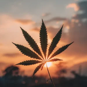 Drug Test Cut-off Levels for Cannabis