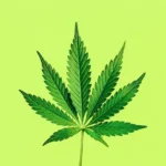 Zoom Testing – UK Drug Testing Weekly – 28 August 2026